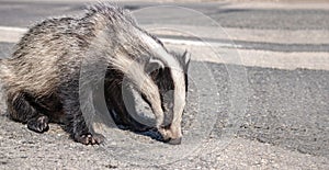 Injured badger on a road after being hit by a speeding car.