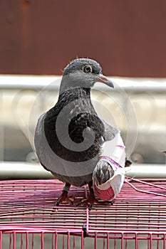 Injured birds, Pigeon with a broken wing, Little young bird, Pigeon.