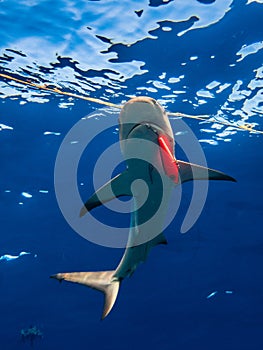 Injured caribbean reef sharks (Carcharhinus perezi) with fishing lure hook in the Exuma Cays, Bahamas