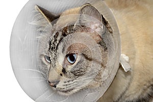 Injured Cat