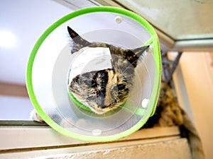 Injured cat with Band-Aid at head in green elizabethan collar