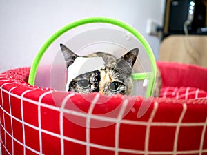 Injured cat with Band-Aid at head in green elizabethan collar on red pet bed