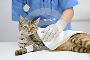 An injured cat is being checked up by a veterinarian in an examination room