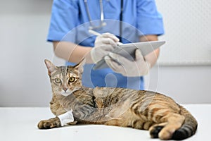 An injured cat is being checked up by a veterinarian in an examination room at a vet clinic