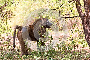 Injured chacma baboon, papio ursinus, Ethiopia. Africa
