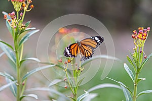 An injured Common Tiger butterfly