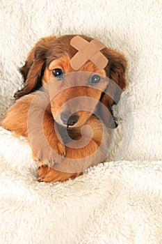 Injured dachshund puppy