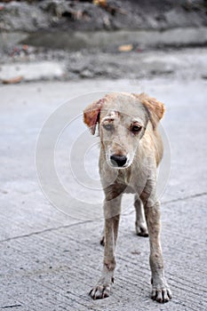 Injured Dog