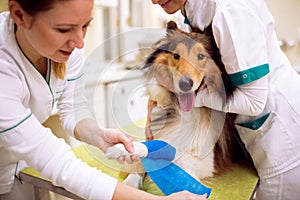 Injured dog with broken leg at pet ambulance