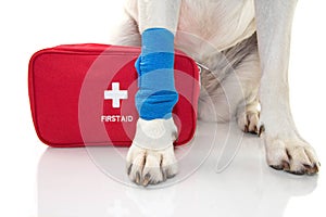 INJURED DOG. CLOSE UP PAW LABRADOR WITH A BLUE BANDAGE OR ELASTIC BAND ON FOOT AND A EMERGENCY OR FIRT AID KIT