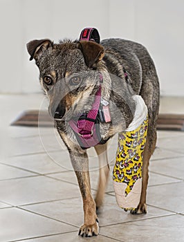  Injured Dog with a Colorful Leg Cast