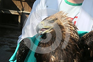 Injured eagle is being treated