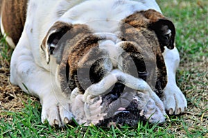 Injured english bulldog lying on the grass