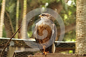 Injured Ferruginous Hawk in captivity