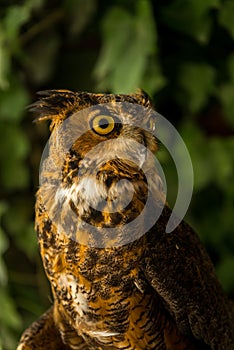 Injured Great horned owl 2