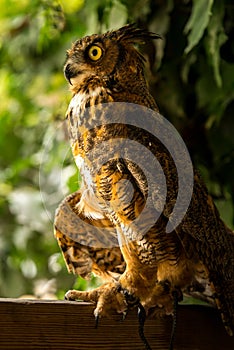 Injured Great horned owl 3