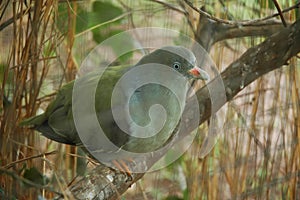 Injured Green Pigeon in Rehabilitation centre in South Africa