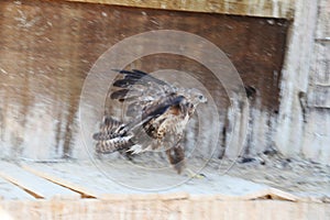 Injured hawk is being treated