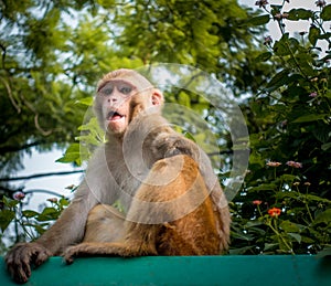 An injured Indian monkey looking into the camera. Thins monkey caught in a live electrical wire and lost its right limb or hand