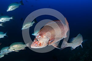 An injured, infected Red Snapper in a blue, tropical ocean