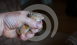Injured lethargic young Chipmunk held in hand.