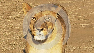 An injured lioness walks towards the camera and calls to her cubs in masai mara game reserve