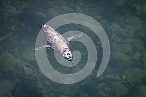 Injured Little Blue / Fairy Penguin Swimming