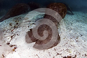 Injured Manatee Done by a Careless Boater