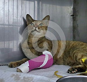 Injured naughty cat lying quietly in the cage in Veterinary clinic