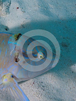 Injured puddingwife wrasse with a fishhook stuck in the back of its head, Bonaire, Netherlands Antilles.