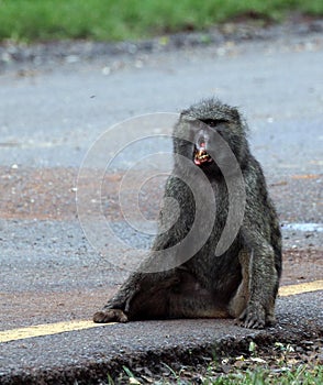 Injured, recovering Savannah Baboon in Serengeti