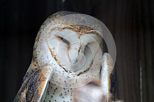 Injured rescued Florida barn owl in sanctuary
