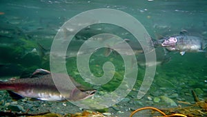 Injured salmon fish underwater in sea.