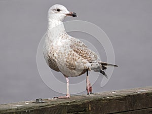 A injured seagull