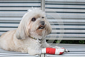 Injured Shih Tzu dog on chair wrapped by red bandage