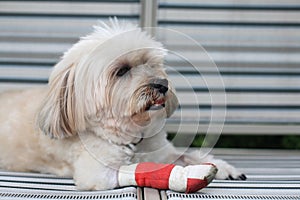 Injured Shih Tzu pet on chair wrapped leg by red bandage