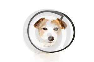 Injured sick dog wearing protective funnel collar. Isolated on white background