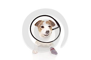 Injured sick dog wearing protective funnel collar and sock with angry expression. Isolated on white background