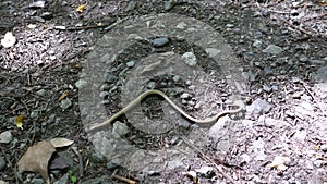 Injured slow worm crawling away from dirt footpath