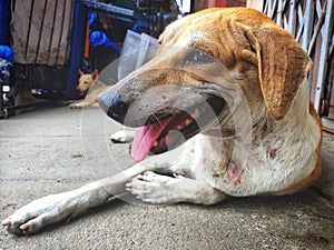 Injured Stray dog / Street dog relaxing on main market / bazaar in chennai, Tamilnadu, India. Stray dog on sick and sleeping on