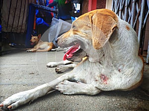 Injured Stray dog / Street dog relaxing on main market / bazaar in chennai, Tamilnadu, India. Stray dog on sick and sleeping on