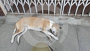 Injured Stray dog / Street dog relaxing and sleeping on main market / bazaar in chennai, Tamilnadu, India. Stray dog on sick and