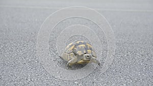 Injured tortoise crossing asphalt roadhbÄ±.