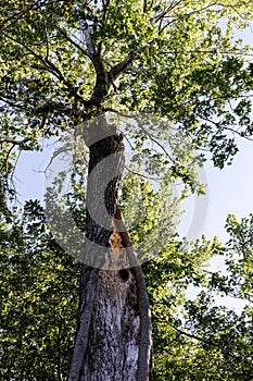 Injured tree still growing in forest