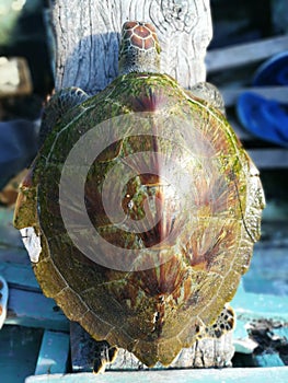 Injured Turtle rescued animal