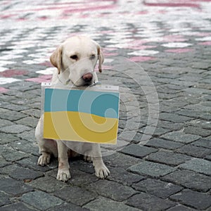 An injured volunteer dog with a blue-yellow Ukrainian flag around its neck. Common template.