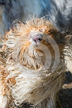 Injured wet and dirty dog shaking the head