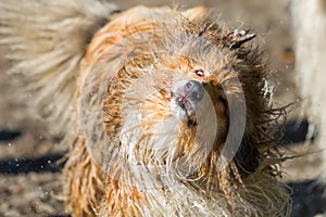 Injured wet and dirty dog shaking the head