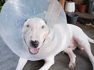 Injured White bull terrier dog