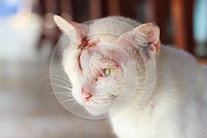 Injured white cat